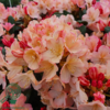 Rhododendron x yakushimanum 'Percy Wiseman'
