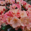 Rhododendron x yakushimanum 'Percy Wiseman'