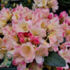 Rhododendron x yakushimanum 'Percy Wiseman'