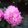 Rhododendron x yakushimanum 'Polaris'