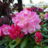 Rhododendron x yakushimanum 'Polaris'