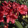 Rhododendron x yakushimanum 'September Red'