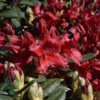Rhododendron x yakushimanum 'September Red'