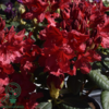 Rhododendron x yakushimanum 'September Red'
