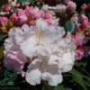 Rhododendron x yakushimanum 'Silberwolke'