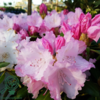 Rhododendron x yakushimanum 'Silberwolke'