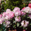 Rhododendron x yakushimanum 'Silberwolke'