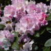 Rhododendron x yakushimanum 'Silberwolke'