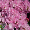 Rhododendron x yakushimanum 'Silberwolke'