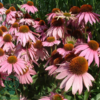 Echinacea purpurea 'Magnus', Solhat C0,8