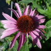 Echinacea purpurea 'Magnus', Solhat C0,8