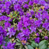 Rhododendron hybrid 'Azurika'