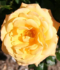 Rosa 'Amber Flush'