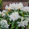Rhododendron carolinianum 'Dora Amateis'