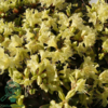 Rhododendron hybrid 'Princess Anne'
