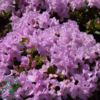 Rhododendron hybrid 'Robert Seleger'