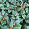 Rhododendron repens 'Scarlet Wonder'