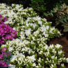 Rhododendron Jap. 'Feenkissen'