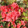 Rhododendron Jap. 'Geisha Orange'