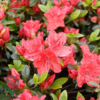 Rhododendron Jap. 'Geisha Orange'