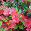 Rhododendron Jap. 'Geisha Orange'