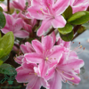 Rhododendron Jap. 'Kermesina'