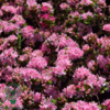 Rhododendron Jap. 'Kermesina'