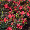 Rhododendron Jap. 'Little Red'