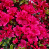 Rhododendron Jap. 'Little Red'