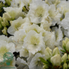 Rhododendron Jap. 'Maischnee'