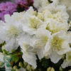 Rhododendron Jap. 'Maischnee'