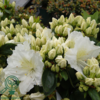 Rhododendron Jap. 'Maischnee'