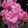 Rhododendron Jap. 'Rosebud'