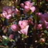 Rhododendron Jap. 'Rosebud'