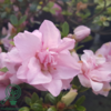 Rhododendron Jap. 'Scotian Rosebud'