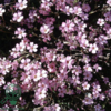 Gypsophila repens 'Rosea', Brudeslør