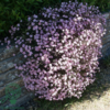 Gypsophila repens 'Rosea', Brudeslør