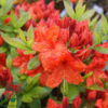 Rhododendron 'Gibraltar'