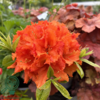 Rhododendron 'Gibraltar'