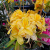 Rhododendron x luteum 'Golden Sunset'