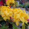 Rhododendron x luteum 'Golden Sunset'
