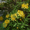 Rhododendron luteum