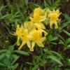 Rhododendron luteum