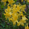 Rhododendron luteum