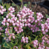 Andromeda polifolia 'Blue Ice', Rosmarinlyng