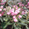 Andromeda polifolia 'Blue Lagoon', Rosmarinlyng