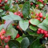 Gaultheria procumbens, Bjergthe