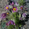 Pulsatilla vulgaris, Opret kobjælde