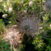 Pulsatilla vulgaris, Opret kobjælde