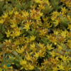 Sedum floriferum 'Weihenstephaner Gold' Kinesisk Stenurt